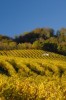 Weinberge der La Côte Region